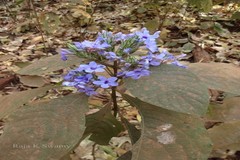 Eranthemum nervosum